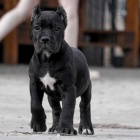 ndhern a zdrav tata Cane Corso na prodej.