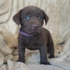 Labrador