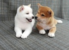 Prodm rozkon miminka tata shiba inu