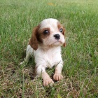 Prodm krsn tata kavalr King Charles Spaniel