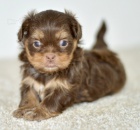 Prodm tata SHIH TZU