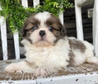 tata SHIH TZU k adopci.