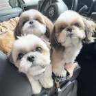 MAL TATA SHIH TZU