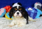 Rozkon a krsn tata Kavalr King Charles Spaniel k adopci.