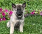 ern norsk tata elkhound k adopci