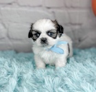 Prodm okovan tata SHIH TZU
