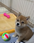 Mini tata Shiba inu jsou k dispozici a pipravena k prodeji.