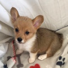 krsn a andlsk tata Pembroke Welsh Corgi na prodej.