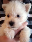 Prodm tata West Highland White Terriers