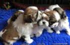 Krsn tata Shih Tzu k prodeji