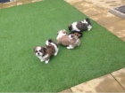 Krsn tata Shih Tzu k prodeji