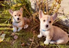 tata Welsh Corgi Pembroke