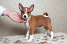 Velmi zdrav tata Basenji k adopci