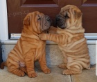 Krsn tata Shar-pei k adopci.