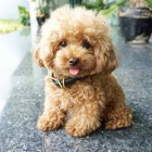 Rozko�n� �t���tka Maltipoo k dispozici.