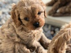 Vynikaj�c� �t��ata Cavapoo.