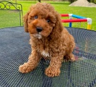 Cavapoo �t��ata se v�emi pap�ry.