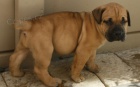 bursky Buldok , boerboel boerboel  boerboel  boerboel