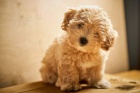 Meru�kov� maltipoo �t��ata p�ipravena.