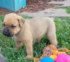 4 �t��ata Cane Corso, 2 pejsci a 2 fenky.