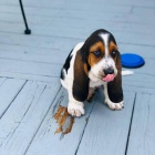 tata Basset Hound..