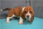 tata Basset Hound..