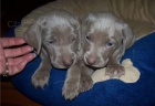 �istokrevn� �t��ata Weimaraner.