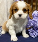 Krsn tata Kavalr King Charles Spaniel k adopci.