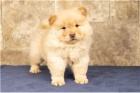 Chow Chow tata.