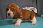 tata sweet basset Hound.