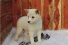 Krsn ttka Shiba.