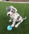 tata nmeck dogy k adopci.