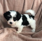 rozkon a zdrav mini ttka havanese