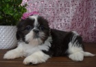 rozkon ttka fenka a pejsek SHIH TZU k adopci