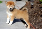 tata Shiba Inu.