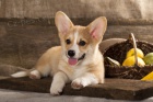 Cardigan tata Welsh Corgi k adopci