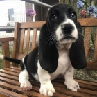 tata pure Basset Hound.