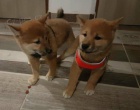 Prodm tata shiba inu