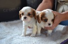 Kavalr king charles spaniel