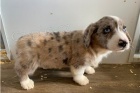 Krsn ttka Welsh Corgi Cardigan.