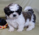 Prodm tata Shih Tzu