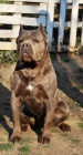 Cane Corso na prodej