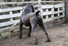 Cane Corso na prodej