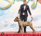 Cane Corso na prodej