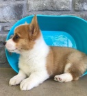 Roztomile vypadajc ttka Welsh Corgi Pembroke jsou pipravena k adopci.