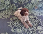 Lagotto Romagnolo tata