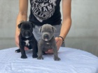 Cane Corso tata na prodej