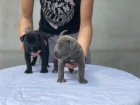 Cane Corso tata na prodej