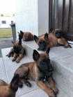 Belgick malinois tata