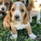 Roztomil tata Basset Hound.